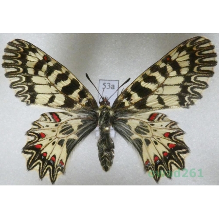 Zerynthia polyxena (Denis & Schiffermüller, 1775) female Czech53a